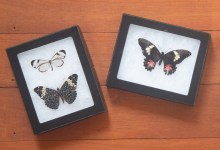 Butterfly Pinning with a Curator