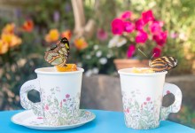 Butterfly Tea Party for SBMNH Members
