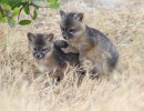 Path of the Island Fox