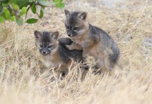 Path of the Island Fox