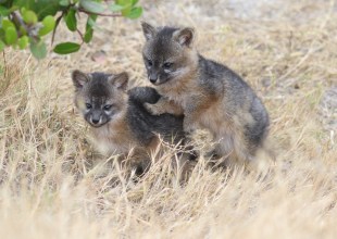 Path of the Island Fox
