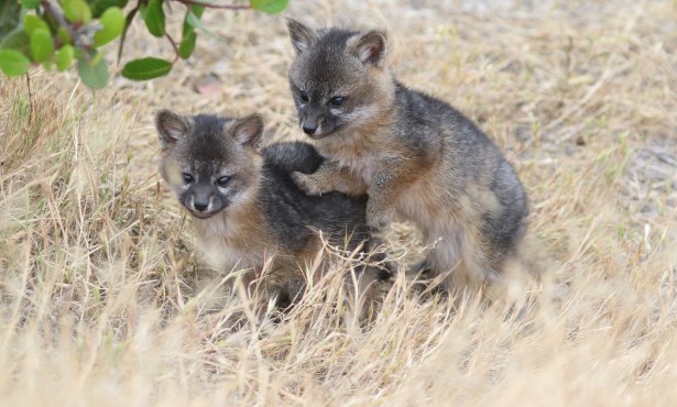 Path of the Island Fox