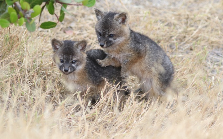 Path of the Island Fox