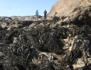 The Race to Save Golden Rockweed