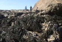 The Race to Save Golden Rockweed