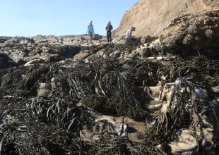 The Race to Save Golden Rockweed