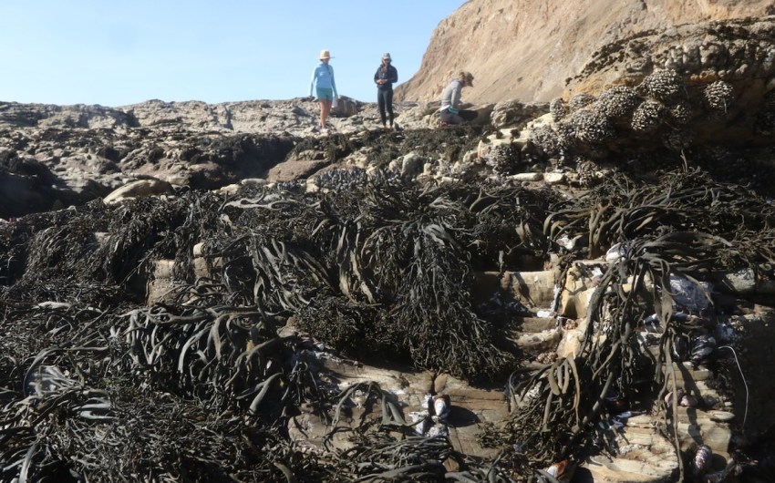 The Race to Save Golden Rockweed