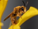 A Day of BEEing