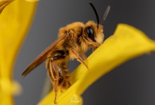 A Day of BEEing