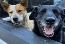 Our Incredible ‘Indy’ Pets!