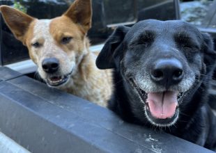 Our Incredible ‘Indy’ Pets!