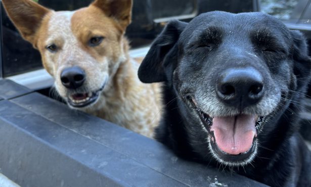 Our Incredible ‘Indy’ Pets!