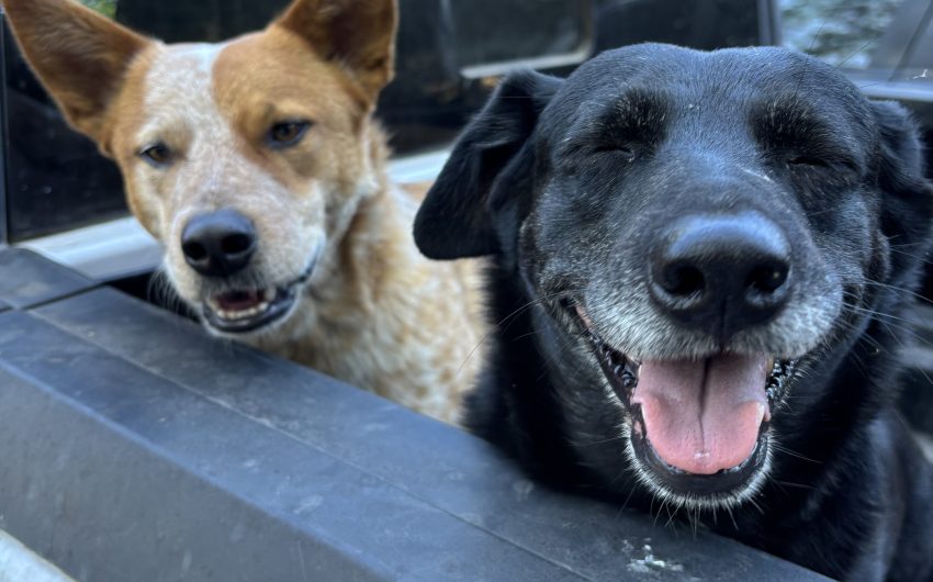Our Incredible ‘Indy’ Pets!