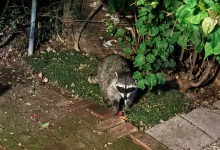 The Trash Pandas Are Running the Neighborhood