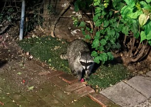 The Trash Pandas Are Running the Neighborhood