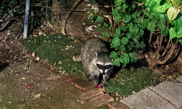 The Trash Pandas Are Running the Neighborhood