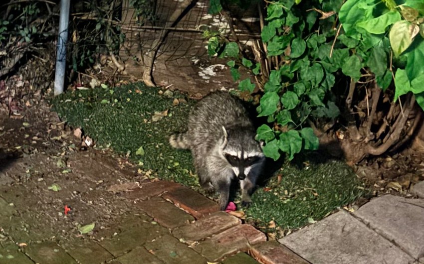 The Trash Pandas Are Running the Neighborhood