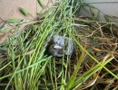How a Baby Finch Got a Second Chance