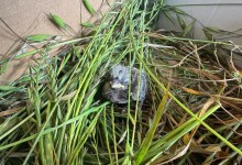 How a Baby Finch Got a Second Chance