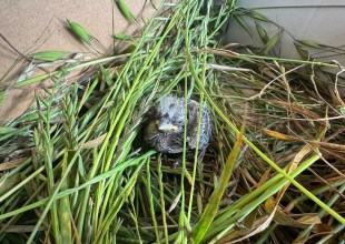 How a Baby Finch Got a Second Chance