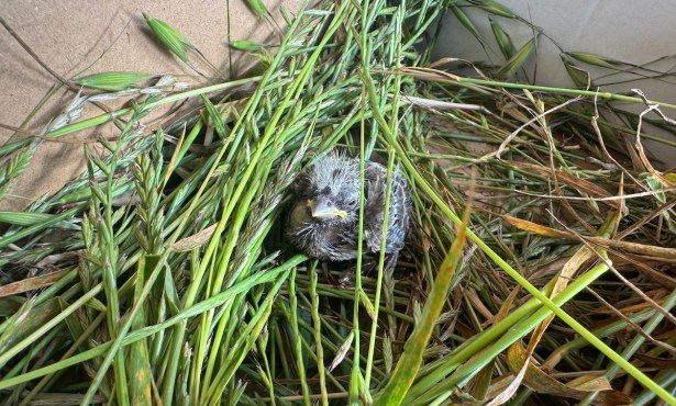 How a Baby Finch Got a Second Chance