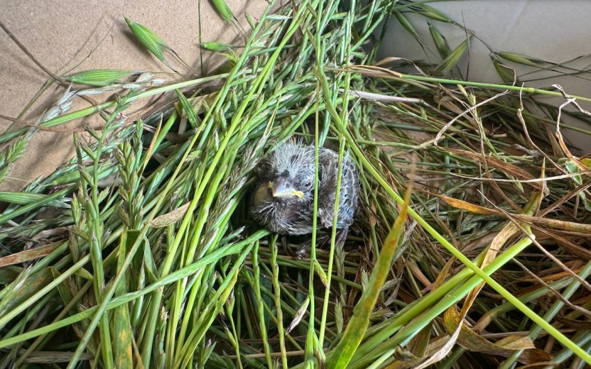 How a Baby Finch Got a Second Chance