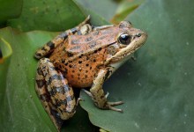 Doin’ It Froggy Style: Santa Barbara Zoo Creates Critical Waystation for Threatened Species