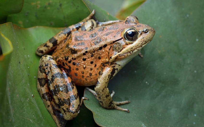 Doin’ It Froggy Style: Santa Barbara Zoo Creates Critical Waystation for Threatened Species