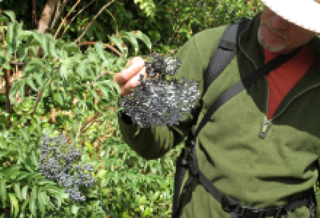 Author and herbalist Lanny Kaufer celebrates 50 years of “Herb Walks” with a free Garden Party on June 27