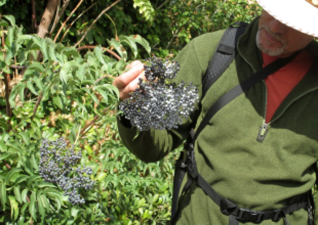 Author and herbalist Lanny Kaufer celebrates 50 years of “Herb Walks” with a free Garden Party on June 27