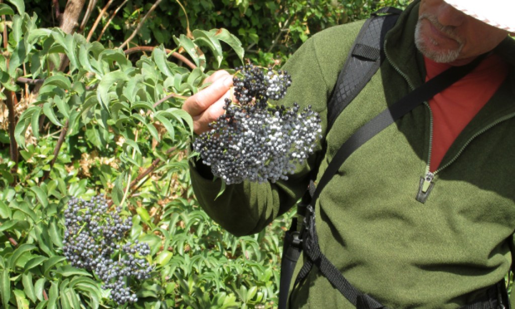 Author and herbalist Lanny Kaufer celebrates 50 years of “Herb Walks” with a free Garden Party on June 27