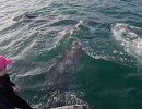 Santa Barbara Foil Surfer Who Filmed Shark Chase Has Run-In with Whales