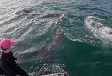 Santa Barbara Foil Surfer Who Filmed Shark Chase Has Run-In with Whales