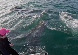 Santa Barbara Foil Surfer Who Filmed Shark Chase Has Run-In with Whales
