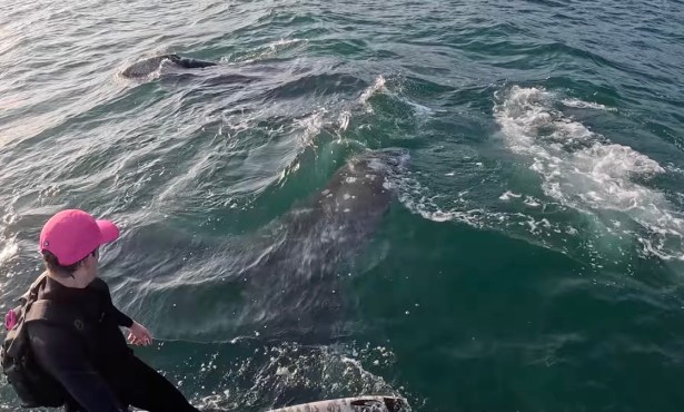 Santa Barbara Foil Surfer Who Filmed Shark Chase Has Run-In with Whales