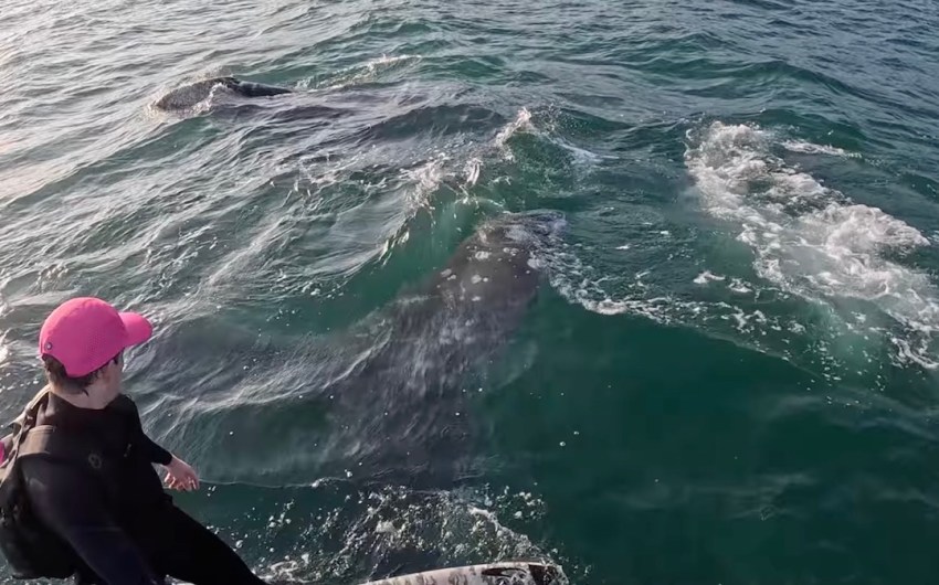 Santa Barbara Foil Surfer Who Filmed Shark Chase Has Run-In with Whales