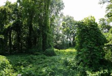 Vast Botanical Data Help Solve Darwin’s Puzzle of Why Some Exotic Plants Become Pests
