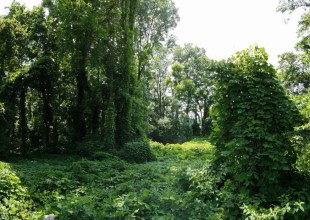 Vast Botanical Data Help Solve Darwin’s Puzzle of Why Some Exotic Plants Become Pests
