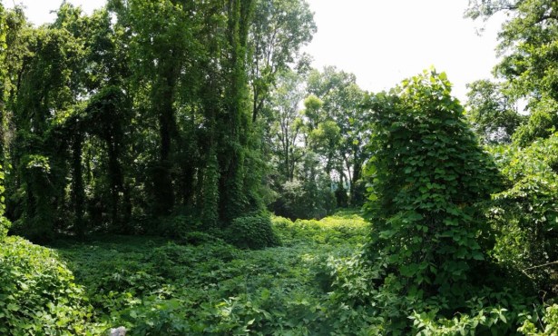 Vast Botanical Data Help Solve Darwin’s Puzzle of Why Some Exotic Plants Become Pests