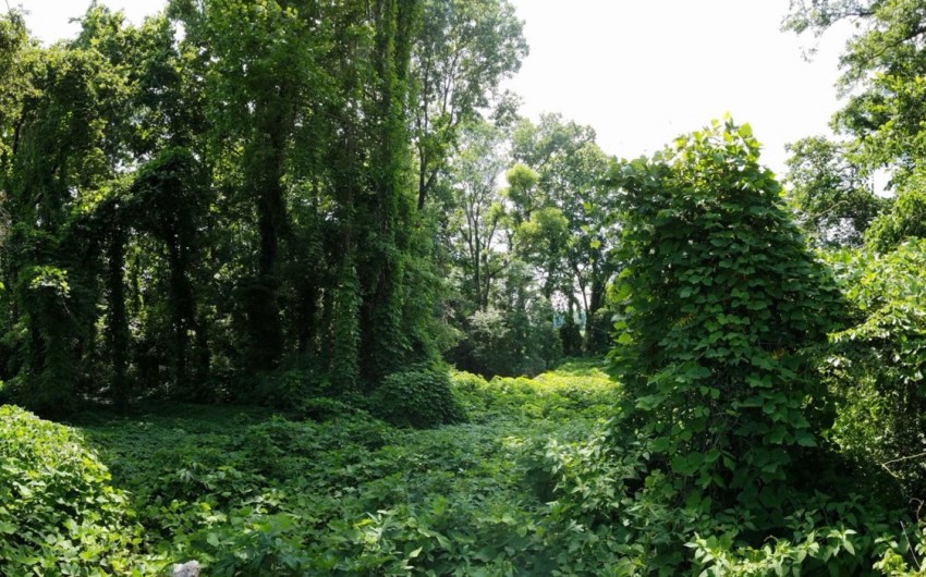 Vast Botanical Data Help Solve Darwin’s Puzzle of Why Some Exotic Plants Become Pests