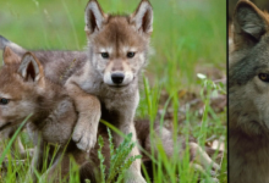 Award-Winning Filmmakers Jim and Jamie Dutcher Bring “The Hidden Life of Wolves” to the Lobero Theatre This July