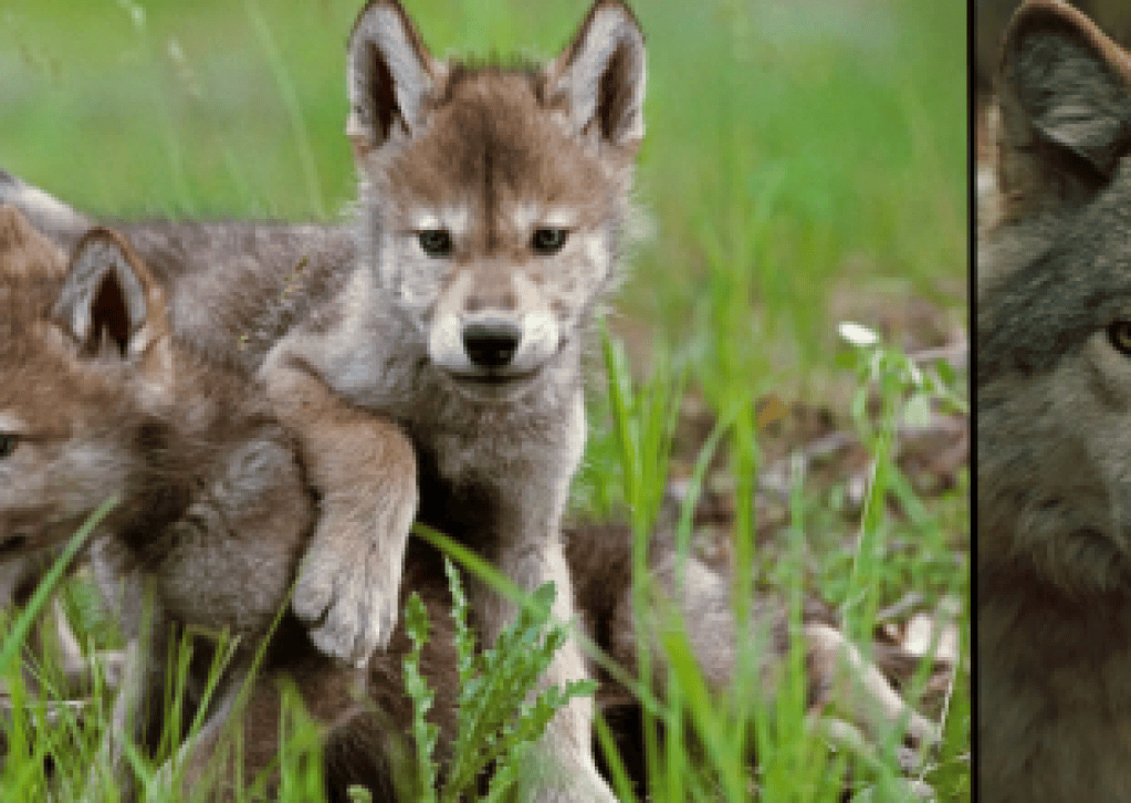 Award-Winning Filmmakers Jim and Jamie Dutcher Bring “The Hidden Life of Wolves” to the Lobero Theatre This July