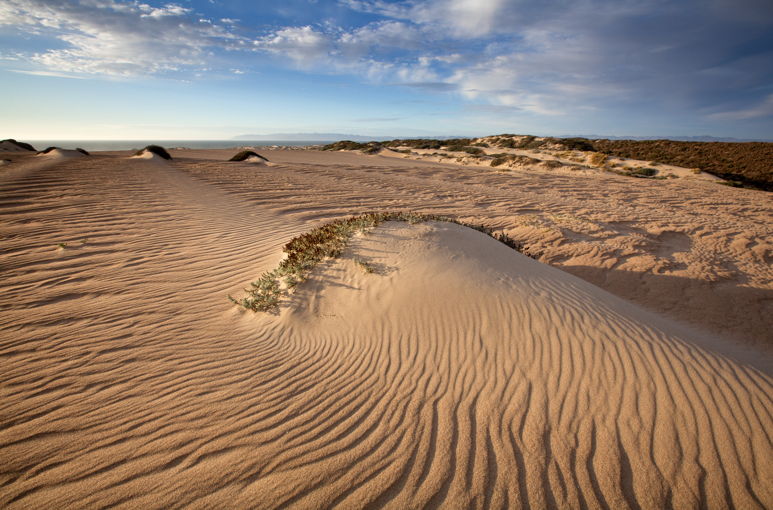 California Loses 60 Percent of Coastal Dunes, Santa Barbara County 10 Percent