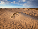 California Loses 60 Percent of Coastal Dunes, Santa Barbara County 10 Percent