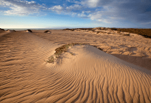 California Loses 60 Percent of Coastal Dunes, Santa Barbara County 10 Percent