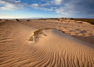 California Loses 60 Percent of Coastal Dunes, Santa Barbara County 10 Percent