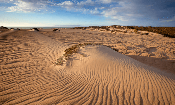 California Loses 60 Percent of Coastal Dunes, Santa Barbara County 10 Percent
