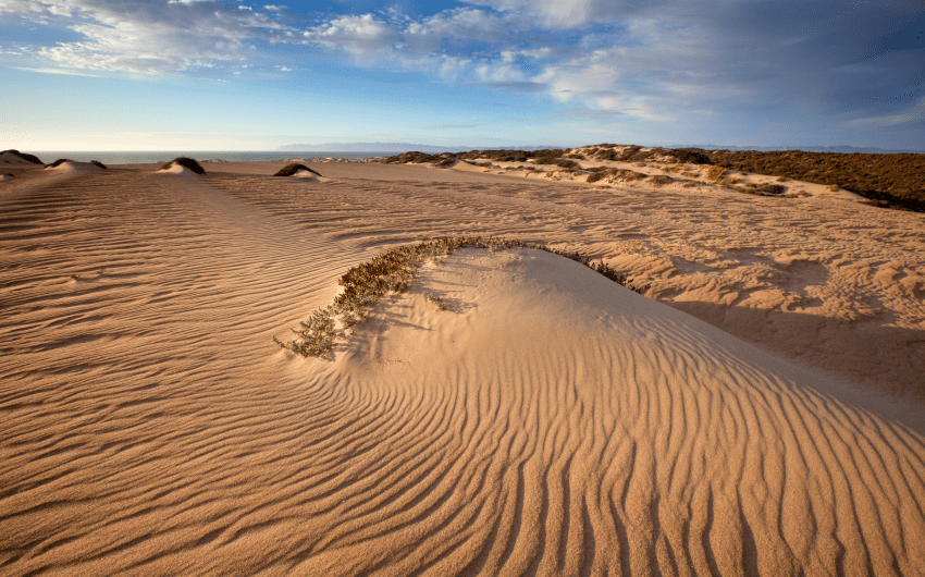 California Loses 60 Percent of Coastal Dunes, Santa Barbara County 10 Percent
