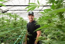 Santa Barbara County Cannabis Company ‘Uplisted’ to New York Stock Exchange