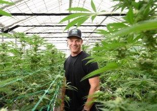 Santa Barbara County Cannabis Company ‘Uplisted’ to New York Stock Exchange